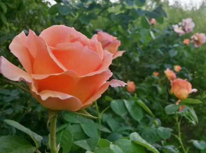 Bed & Breakfast Casavittorio San Giovanni In Marignano