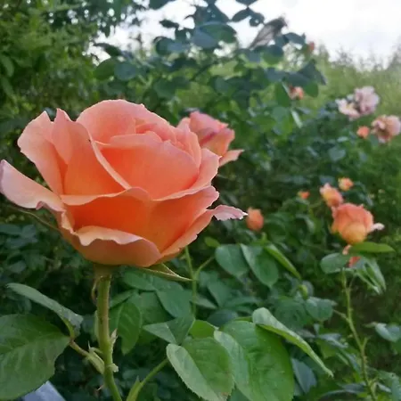 Bed & Breakfast Casavittorio San Giovanni In Marignano